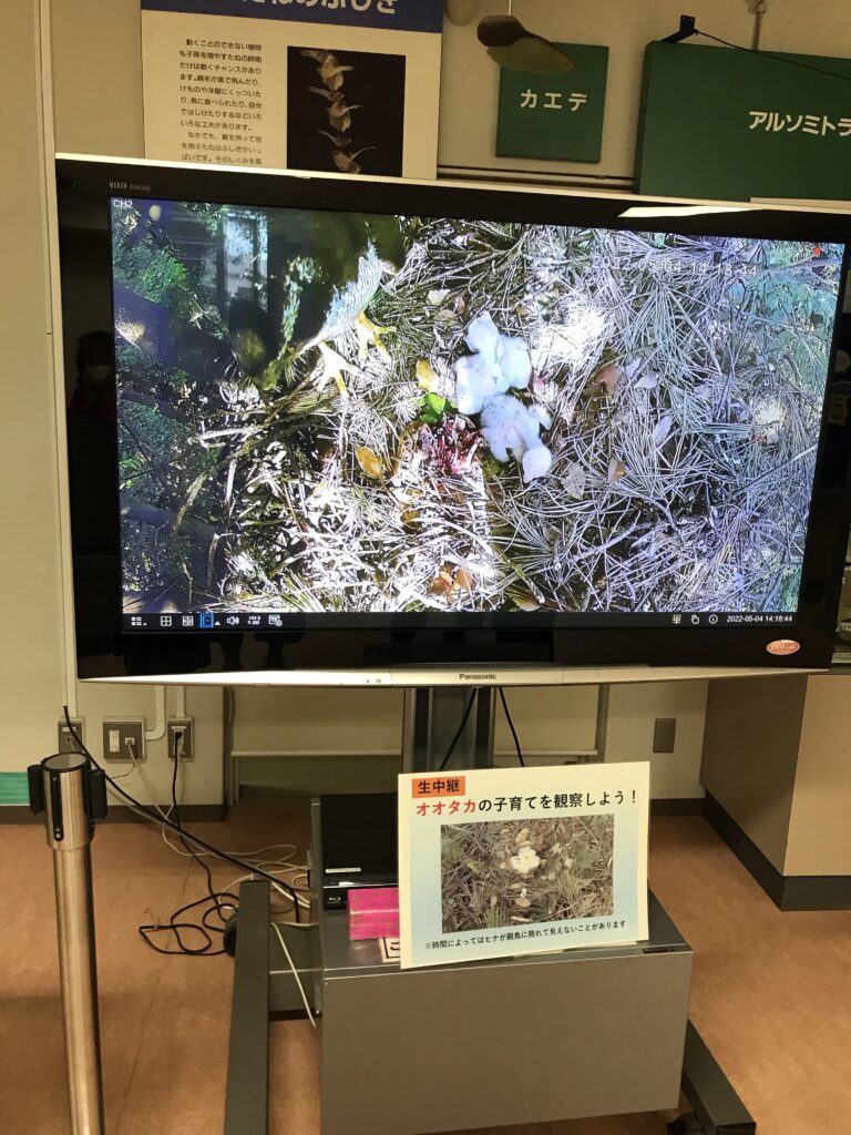 目黒にある国立科学博物館附属自然教育園のオオタカの巣のライブ映像
