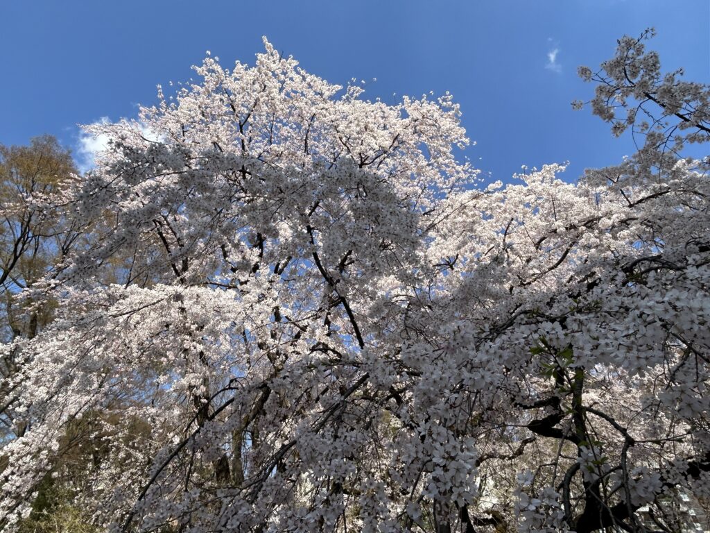 駒込にある六義園の枝垂れ桜