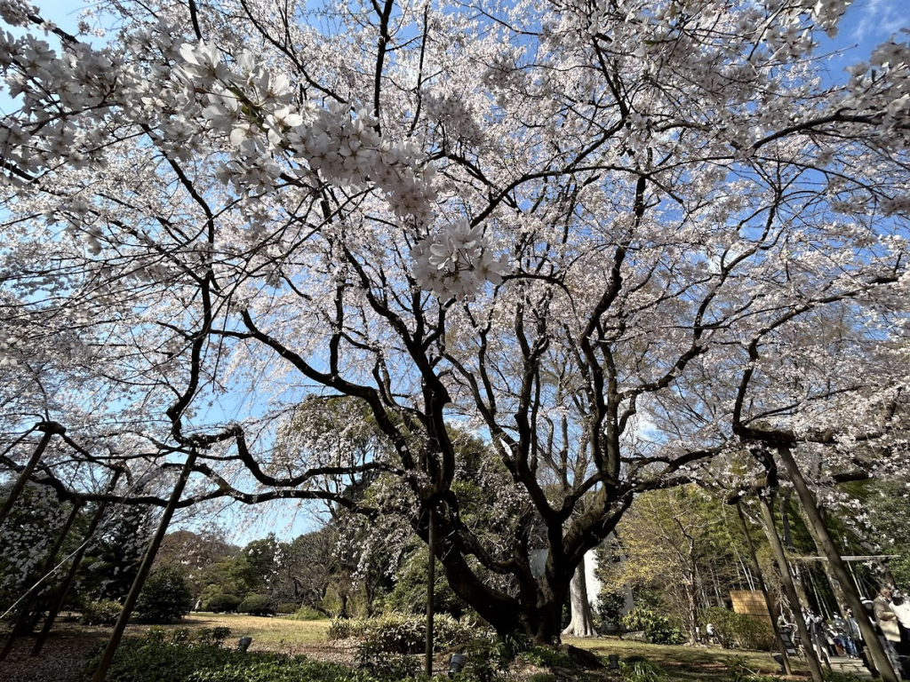 駒込にある六義園の枝垂れ桜
