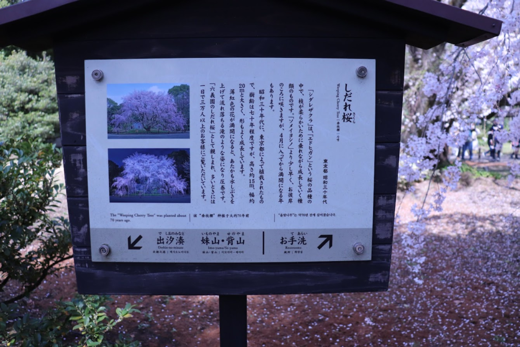 駒込にある六義園の枝垂れ桜の説明