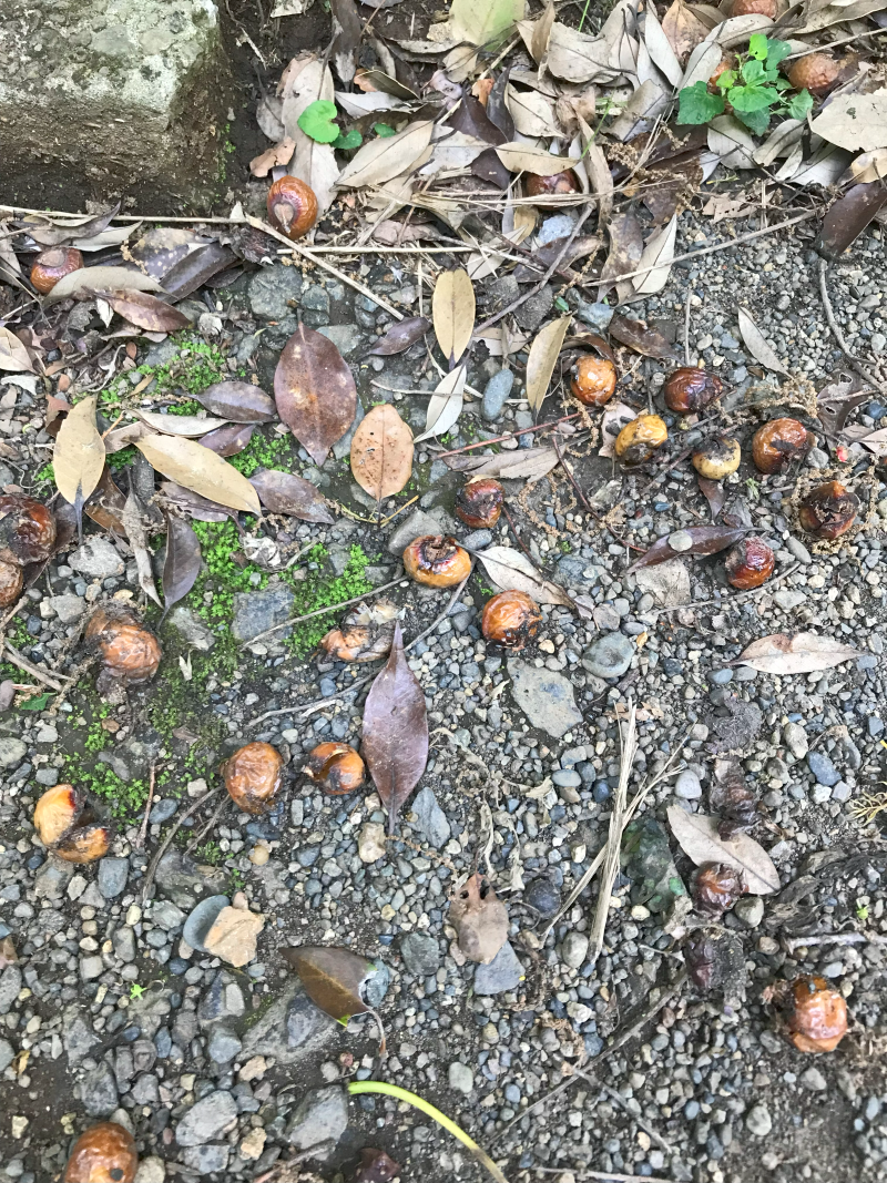 目黒にある国立科学博物館附属自然教育園で見つけた木の実